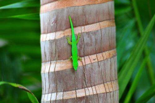A green Gecko walks on a palm at Vallee de Mai nature reserve on Praslin island in the Seychelles