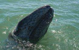 A grey whale calf emerges from the water in 2010