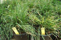 AgriLife Research study shows temperatures may change disease resistance in wheat