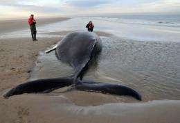 A handhout photo on December 13, 2012, shows a humpback whale stranded on a sandbank near an island in the Netherlands