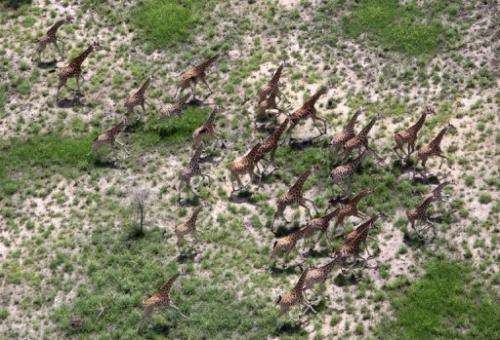 A herd of giraffe running through the Bandiglio National park