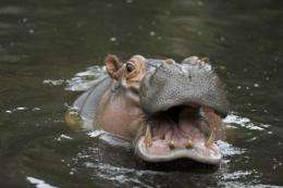A hippo swims in a park zoo in El Salvador
