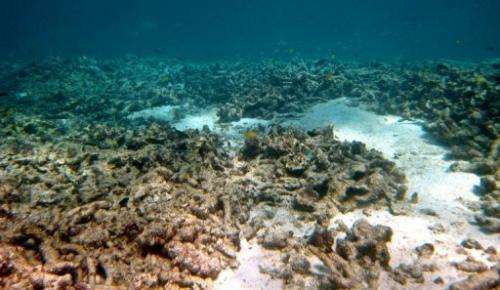 AIMS warned last week that coral cover on the Great Barrier Reef could halve again by 2022 if trends continued