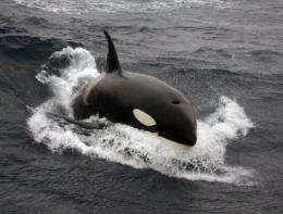 A killer whale swims in 2007