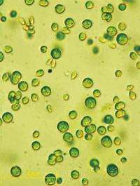 Algae can draw energy from other plants