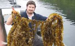 Algae cultivation could boost UK industry