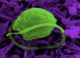 Algae held captive and genes stolen in crime of evolution