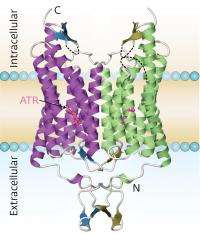 Algal proteins light the way