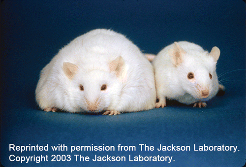 All-they-can-eat diet for lab mice and rats may foster inaccurate test results