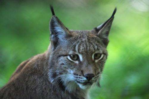 A lynx is pictuted in its enclosure at a zoo in western Germany on September 16, 2012