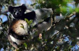 A male Indri Indri Lemur looks from a tree as he feeds on leaves in a Primary forest of a nature reserve in Andasibe