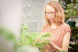 Nothing to sneeze at: Scientists find cheating ragweed behaves better ...