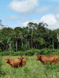 Amazon deforestation brings loss of microbial communities