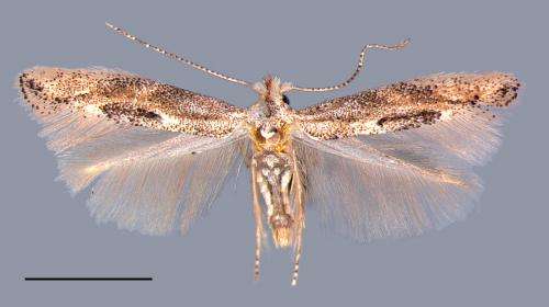 American Oak Skeletonizer moth invades Europe