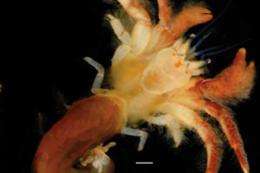 American University biologist discovers new crab species