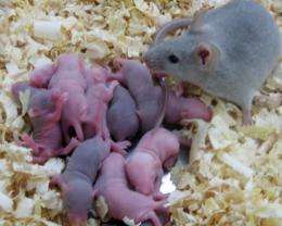 A mouse born from induced pluripotent stem cells (iPSCs) and its offspring