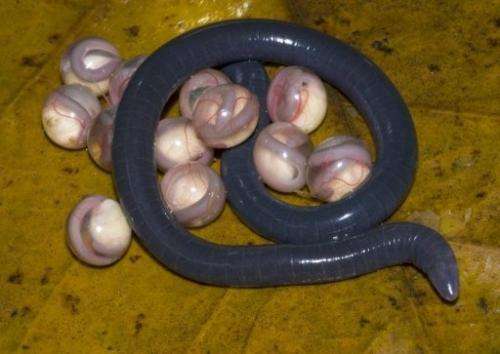 An adult Chikilidae, a new species of legless amphibian known as a caecilian