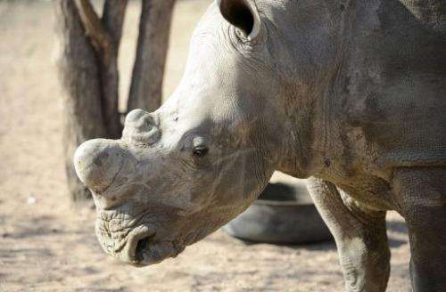An adult white rhino looks on at the Entabeni Safari Conservancy in Limpopo