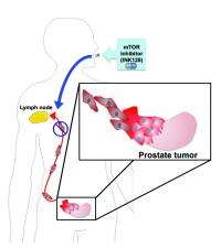 Analysis of mTOR shows how the protein works, how new generation of drugs may defeat it