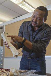 Analytical standards needed for 'reading' Pliocene bones