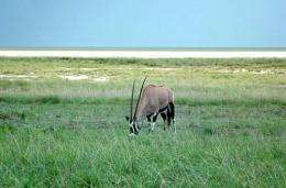 An antelope in the Etosha National park in Namibia