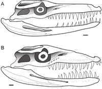 Ancient crocodiles ate like killer whales