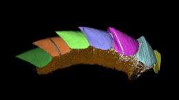Ancient mollusc missing link revealed in 3-D
