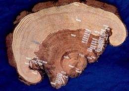 Ancient tree-ring records from southwest U.S. suggest today's megafires are truly unusual