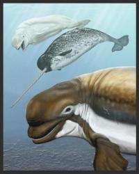 Ancient whale species sheds new light on its modern relatives