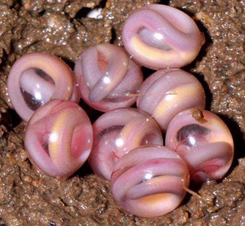 An egg clutch of Chikilidae, the 10th family from the caecilian group of amphibians