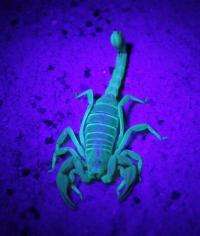 An elusive new scorpion species from California lives underground