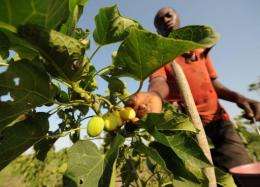 An employee harvests jatropha fruits