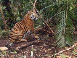 An endangered Sumatran tiger that was rescued from a wire trap on Monday, has died from its injuries
