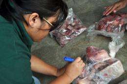 An environment officer checks pangolin meat after it was seized at the Palawan airport