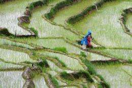 A Nepalese farmer walks past rice paddy fields at Khokana village on the outskirts of Kathmandu