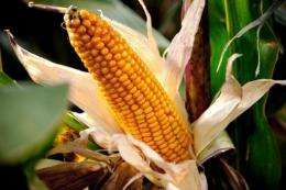 A new enzyme, called Novozymes Avantec, can "squeeze an extra 2.5 percent of ethanol out of the corn"