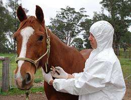 A new insight into horse flu