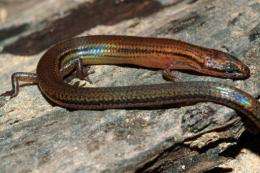 A new lizard species in Ratanak Kiri province
