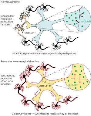 A new starring role for astrocytes
