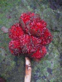 A new wild ginger discovered from the evergreen forest of Western Ghats of South India