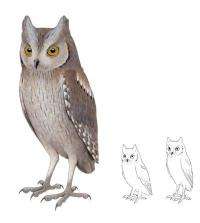 An extinct species of scops owl has been discovered in Madeira
