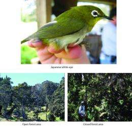 An introduced bird competitor tips the balance against Hawaiian species