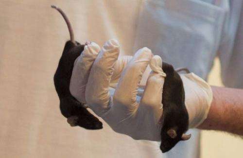 An Israeli company is using mice as sniffer animals for the first time