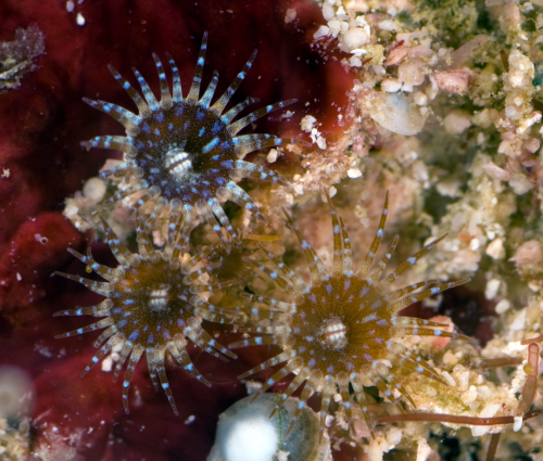 An ocean away: 2 new encrusting anemones found in unexpected locations