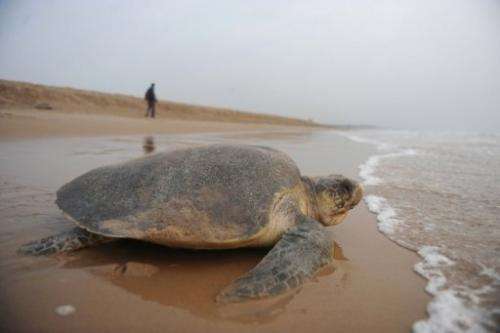 An Olive Ridley turtle goes back into the sea on Rushikulya beach, eastern India, on March 17, 2010