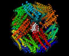 A novel nanobio catalyst for biofuels