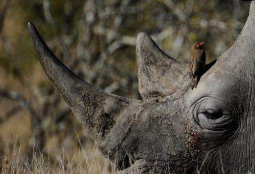 An oxpecker sitting on the head of a white rhinoceros in South Africa's Kruger National Park in June 2010