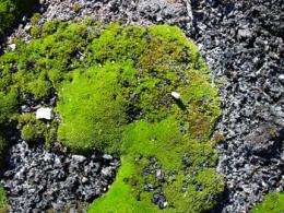 Antarctic Moss