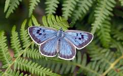 Ant identification boosts blue butterflies