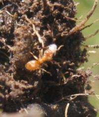 Ants farm root aphid clones in subterranean rooms